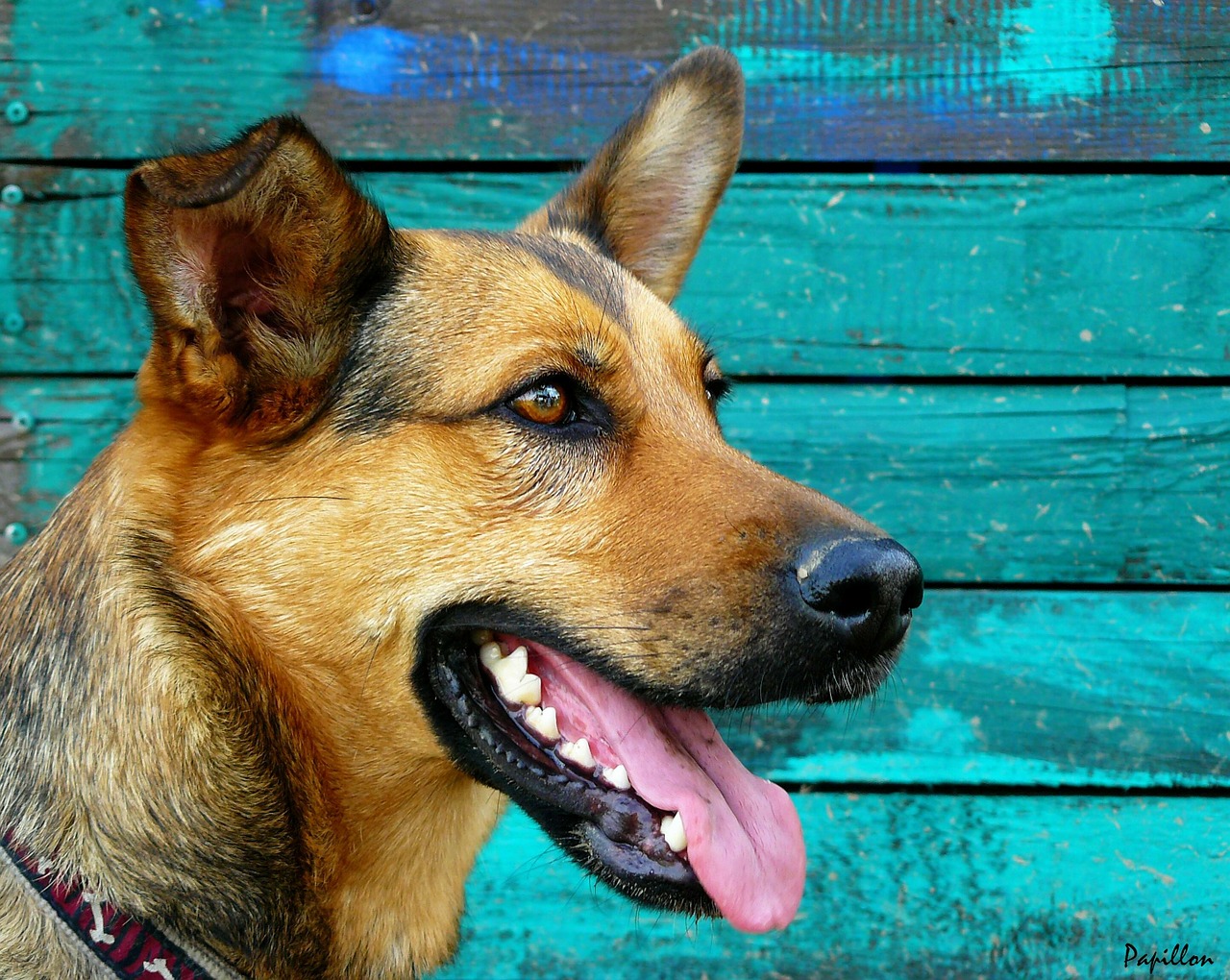 Is it True That Dogs Have the Cleanest Mouths? Is it True That Dogs Have the Cleanest Mouths?